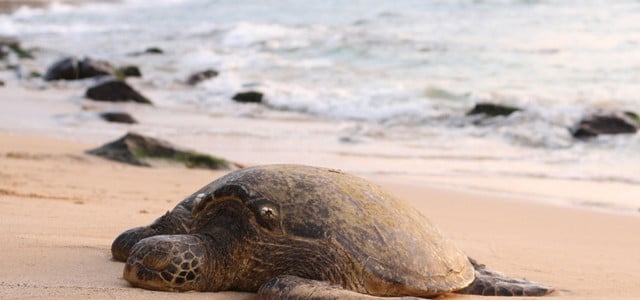 Meeresschildkröte 2,8 Grad Klimawandel