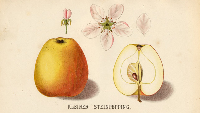 Apfel historische Sorte Apfel historische Sorte