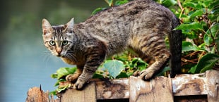 katzenurin entfernen