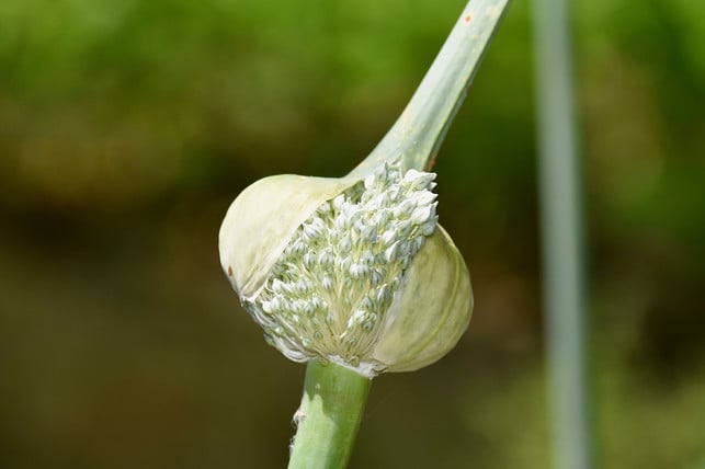 wenn-du-porree-vorziehen-moechtest-dann-benoetigst-cc0-pixabay-jaclou-dl-240311_download Wenn du Porree vorziehen möchtest, dann benötigst du Saatgut, Erde und Gefäße.