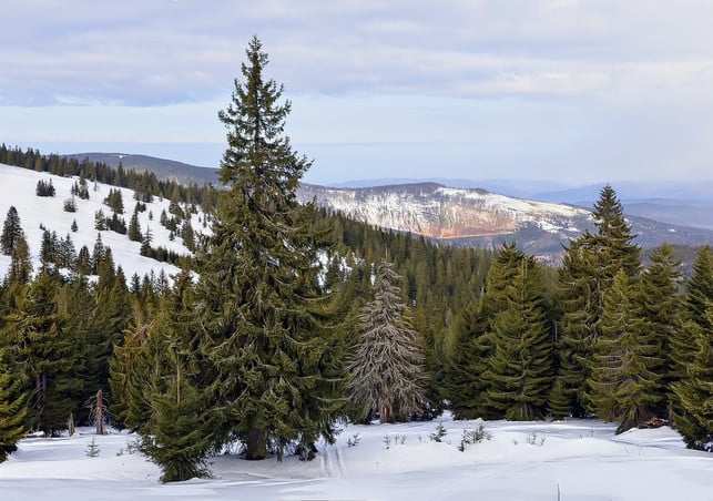 die-zweige-der-fichte-haengen-in-der-mitte-durch-un-cc0-pixabay-arturgorecki-241211_download Die Zweige der Fichte hängen in der Mitte durch und gehen außen wieder nach oben.