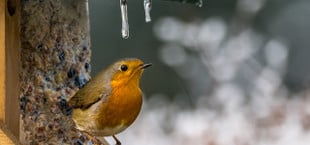 3 Tipps: Vögel füttern, ohne Ratten anzulocken