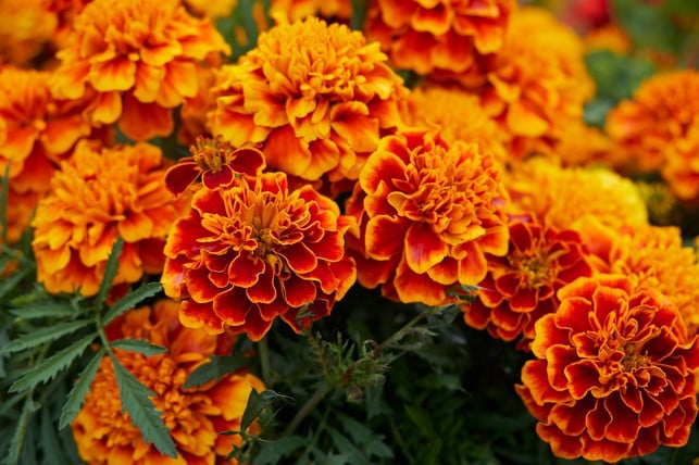 studentenblumen-bluehen-zum-beispiel-in-kraeftigem-o-cc0-pixabay-bru-no-190816_download Studentenblumen blühen zum Beispiel in kräftigem Orange oder Rotbraun.