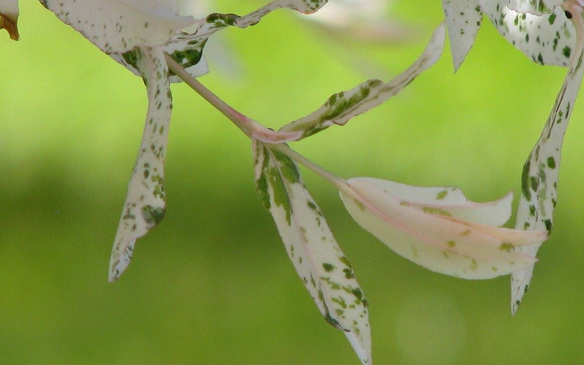 Bienenfreund: Harlekinweide schneiden, pflanzen und pflegen - Utopia.de
