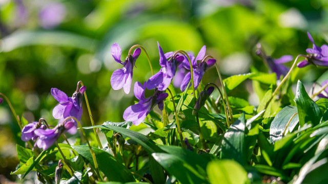 winterblueher-cc0-pixabay-couleur-210308 winterblüher