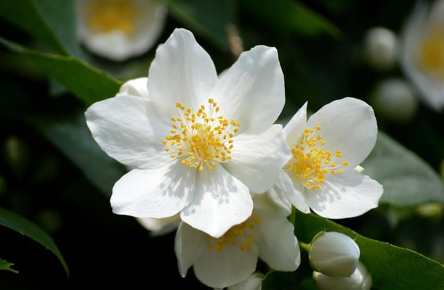 auch-der-europaeische-pfeifenstrauch-blueht-nach-ein-cc0--pixabay--neelam279-250728_download Auch der Europäische Pfeifenstrauch blüht nach einem Schnitt im Juli noch schöner.