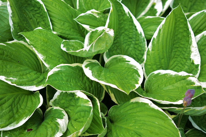 Hosta pflanzen: So gedeiht die Herbstblume in deinem Garten - Utopia.de