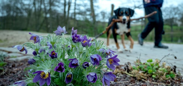 Vorsicht beim Gassigehen: Manche Frühblüher sind für Hunde giftig.