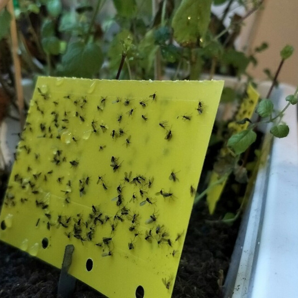 Trauermcken ohne Gelbtafel bekmpfen: Diese 3 Mglichkeiten hast du -  Utopia.de
