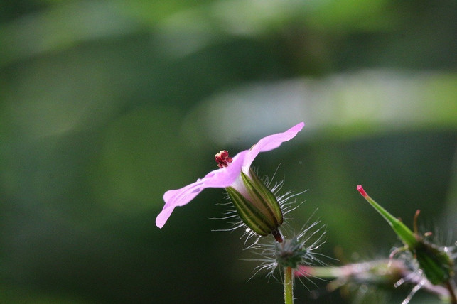 der-goji-strauch-traegt-lilafarbene-blueten-cc0-pixabay-arlouk-200309_download Der Goji-Strauch trägt lilafarbene Blüten