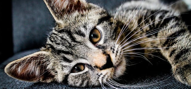 Katze einsam