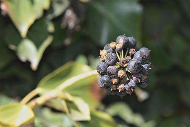 Besonders die Beeren von Efeu gelten als giftig.