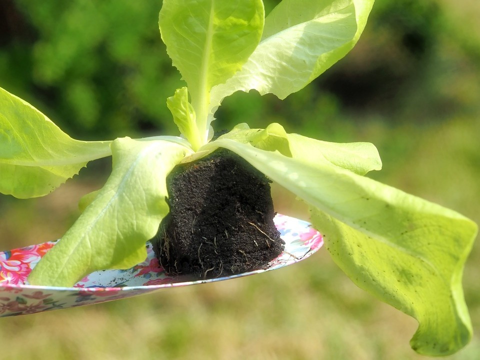 Salat pflanzen: Einfache Anleitung vom Anbau bis zur Ernte - Utopia.de