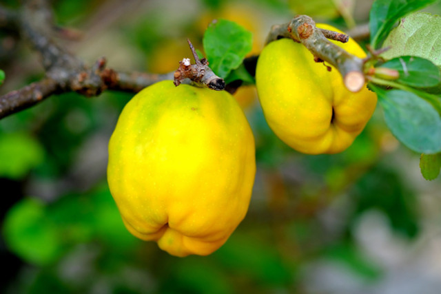 The autumn months are the best time to make your own quince juice.