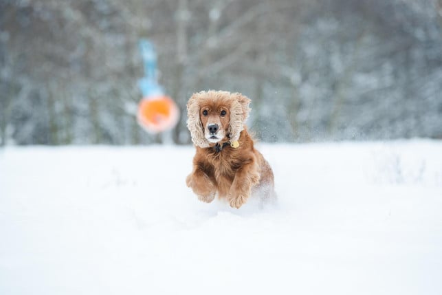 Long winter walks keep two- and four-legged friends happy and healthy.