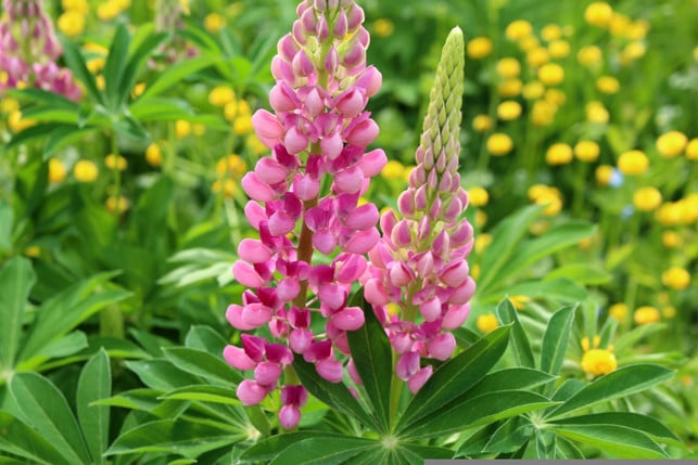 lupinen-wachsen-schnell-in-die-hoehe-und-bilden-je-cc0--pixabay--danutaniemiec-250512_download Lupinen wachsen schnell in die Höhe und bilden je nach Sorte in kurzer Zeit Blüten.