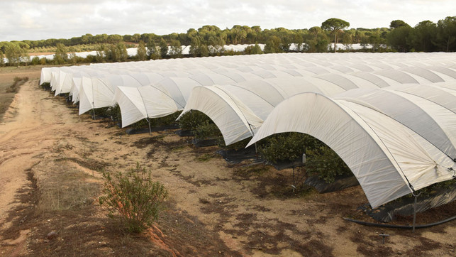 erdbeeren-spanien-wwf-JorgeSierra-230329-1280x720 Illegale Erdbeerfelder werden mit Wasser aus illegalen Bohrungen bewässert.