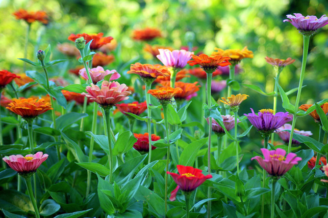 eine-bunte-vielfalt-von-zinnien-schmueckt-im-sommer-cc0--pixabay--_alicja_-250525_download Eine bunte Vielfalt von Zinnien schmückt im Sommer das Blumenbeet.