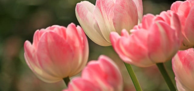 Tulpen übersommern