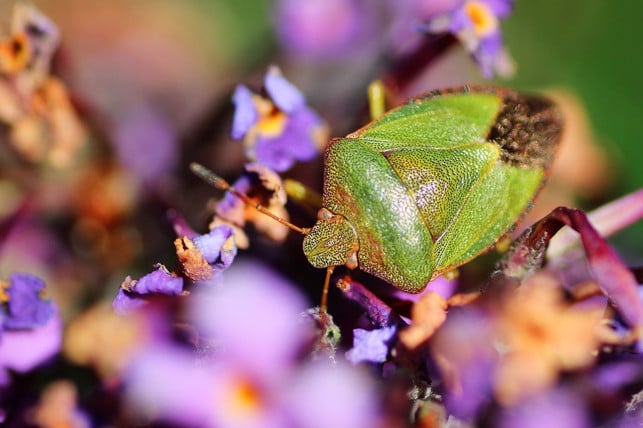 zur-gattung-der-baumwanzen-gehoert-auch-die-gruene-s-cc0-pixabay-lolame-191113_download Zur Gattung der Baumwanzen gehört auch die Grüne Stinkwanze.