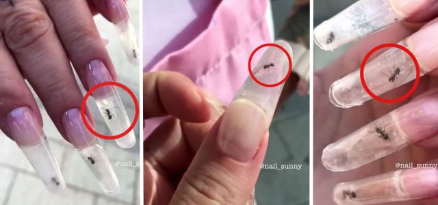 Künstliche Fingernägel Ameisen Insekten