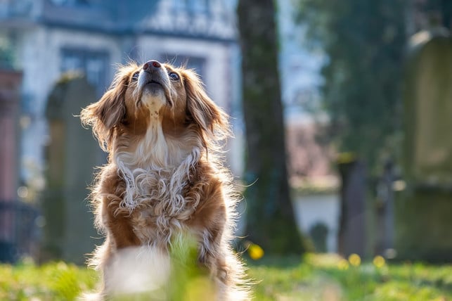 bevor-du-dir-einen-hund-anschaffst-solltest-du-di-cc0-pixabay-couleur-240814_download Bevor du dir einen Hund anschaffst, solltest du dir das gut überlegen.