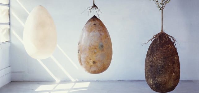 capsula-mundi-fb-capsula-mundi-170727-1280x600 Capsula Mundi: Beerdigung in biologisch abbaubarer Kapsel