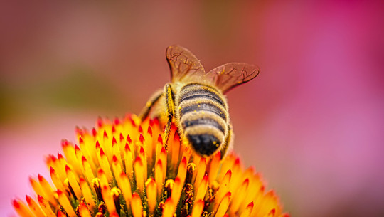 stauden-cc0-pixabay-fietzfotos-250325 Stauden