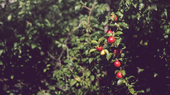 Voelkel_SL_Apfelessig_Bild4 Apfelessig als Vitamin-C Quelle