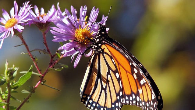 pflanzen-mit-doppelnutzen-pb Wildpflanzen im Herbst: 10 Arten mit Doppelnutzen für Tier und Mensch
