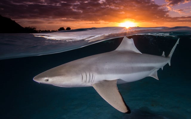 Ocean-Photoraphy-Award-Renee-Capozzola-051021-1280x800px Hai im Meer mit Sonnenuntergang