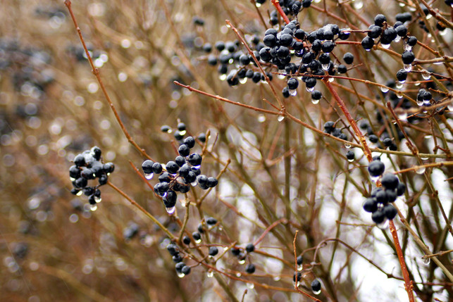 Privet berries are also poisonous to pets.