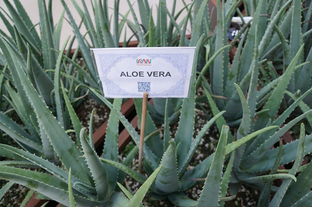aloe-vera-versorgt-mischhaut-mit-feuchtigkeit-cc0pixabayphotosforyou-190720_download Aloe Vera versorgt Mischhaut mit Feuchtigkeit.