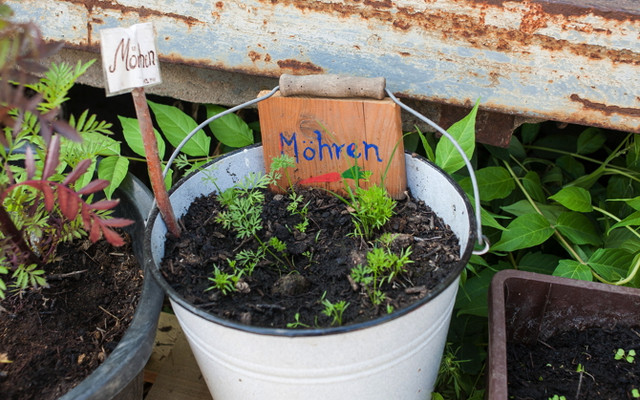 Knackfrisch: Karotten vom Balkon_5