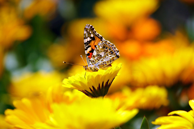 Auch im Feng-Shui-Garten solltest du auf den Erhalt der Biodiversität achten.