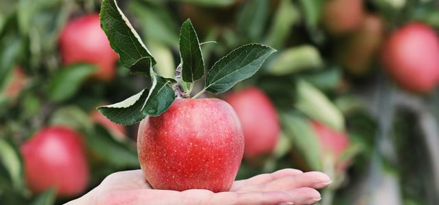 Obstsorten im Kübel