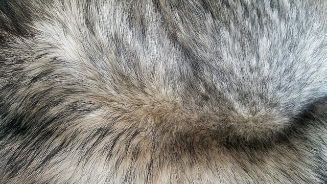 pelz-kunstpelz-fell-kunstfell-cc0--unsplash--vita-leonis-251210 pelz kunstpelz fell kunstfell