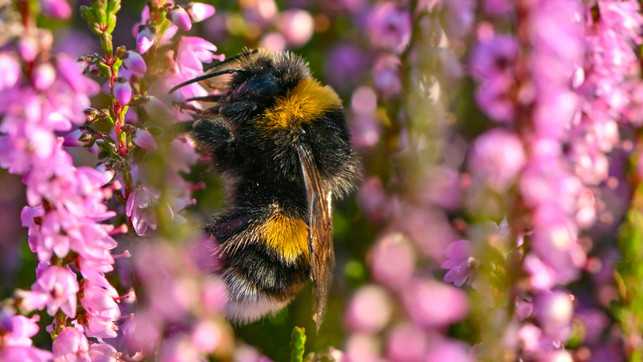 Welche Tiere haben ein Bewusstsein? 6 Experimente, die aufrütteln
