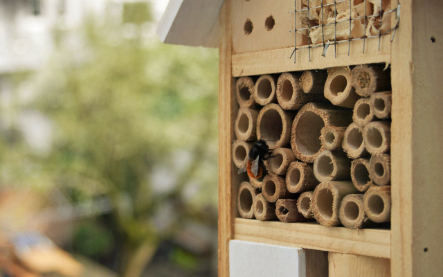 bienen-helfen-bienenhotel-p-sven-christian-schulz-170418-1280x800 Bienen helfen: Bienenhotel aufstellen