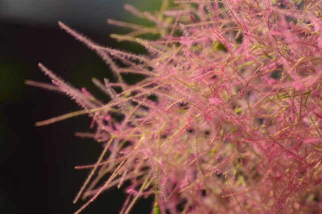 die-bluetenstaende-des-perueckenstrauches-besitzen-ga-cc0-pixabay-ulleo-201020_download Die Blütenstände des Perückenstrauches besitzen ganz feine Härchen.