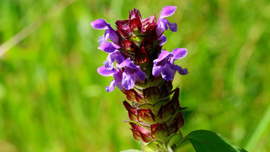 braunelle-cc0-pixabay-myriams-fotos-200108 Braunelle