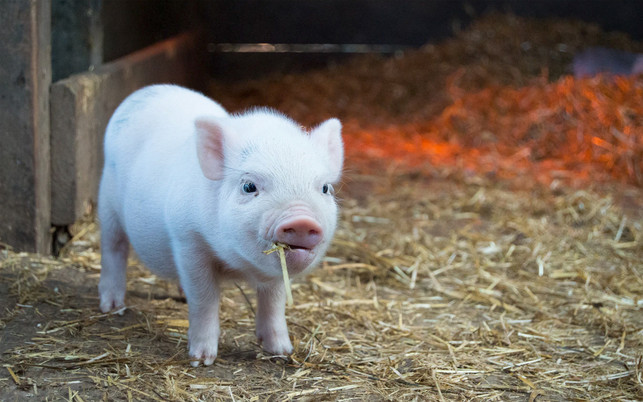 Ferkel-us-1280x720 Ferkel Ferkelchen Schwein Schweinchen