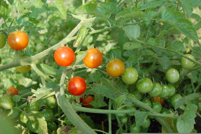 viel-sonne-und-wasser-bedeutet-schnelleres-wachstu-cc0--pixabay--jmbaugh-250626_download Viel Sonne und Wasser bedeutet schnelleres Wachstum für deine Tomaten.