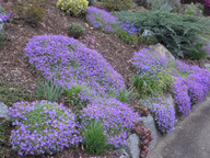 der-beste-standort-fuer-blaukissen-ist-ein-steingar-cc0-pixabay-efraimstochter-190619_download Der beste Standort für Blaukissen ist ein Steingarten.
