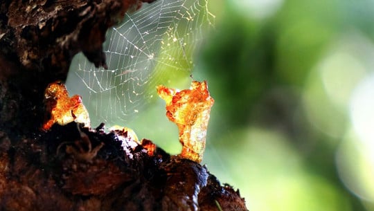 baumharz-cc0-pixabay-anjagh-200326 Baumharz