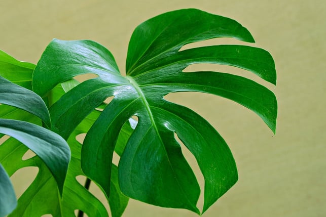 dass-monstera-fruechte-in-der-wohnung-entstehen-is-cc0-pixabay-ignartonosbg-240112_download Dass Monstera-Früchte in der Wohnung entstehen, ist äußerst selten.