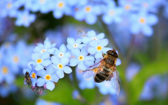 bienen-sind-natuerliche-bestaeuber-cc0-pixabay-cocoparisienne-210303_download Bienen sind natürliche Bestäuber.