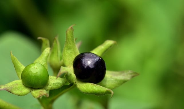 besonders-die-kleinen-glaenzenden-fruechte-der-toll-cc0-pixabay-ulleo-201008_download Besonders die kleinen, glänzenden Früchte der Tollkirsche laden zum Essen ein. Doch alle Pflanzenteile der Belladonna sind hochgiftig.