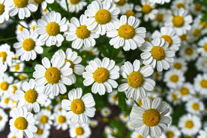 chamomile-is-not-only-popular-in-menstrual-tea-cc0--pixabay--mabelamber-260602_download Chamomile is not only popular in menstrual tea - it is one of the medicinal plants par excellence.