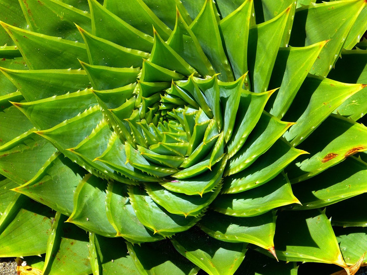 Echte Aloe vera: Daran erkennst du die Heilpflanze - Utopia.de